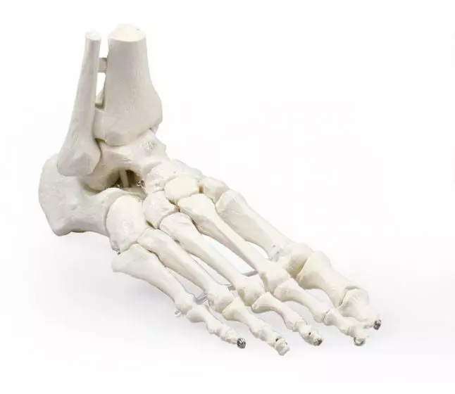 Skeleton of foot with tibia and fibula insertion Erler Zimmer