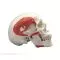 TMJ Human Skull, A24