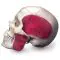 BONElike™ Transparent Human Skull A282