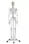 Human skeleton Oscar Erler Zimmer