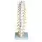 Thoracic Spinal Column A73