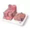 3B MICROanatomy Liver model K24