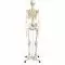 Human Skeleton Model Stan, mounted on a 5-star-base stand A10