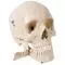  4 part skull for tooth extraction, W10532