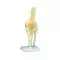 Functional Knee Joint A82