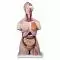 Male Deluxe Torso with Head, 20 parts  B15