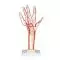 Hand Skeleton with Arteries M17