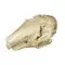 Hare skull (Lepus europaeus) T30019