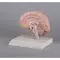 Model of the right brain half Erler Zimmer