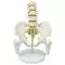 Pelvis with lumbar vertebrae and femur head 5 pieces