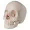 Articulated Adult Human Skull - Anatomical Boney Version, 22 part A290