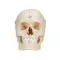 BONElike™ Human Bony Skull, 6 part A281