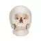 Classic Human Skull A20