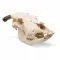 Cow Skull (Bos taurus) T30015