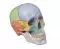 Didactical skull 3 parts Erler Zimmer