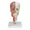 BONElike™ Transparent Human Skull, mounted on cervical spine A283