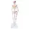 Mini Human Skeleton - Shorty - with painted muscle origins and insertions  A18/5