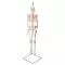 Mini Human Skeleton - Shorty - with painted muscles and hanging stand A18/6