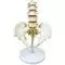 Mediprem 5 piece lumbar vertebrae pelvis model