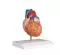 Mediprem life size heart model 2 parts