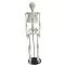 Mediprem human skeleton model 85 cm tall