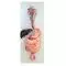 Mediprem digestive system anatomy model in 3 parts