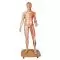 Model of caucasian bisexual human body, Life size, 39-part  B53