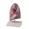 Lung half, life size Erler Zimmer