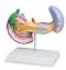 Diseases of Pancreas, Spleen, Gall bladder model Erler Zimmer