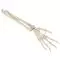 Hand Skeleton with Ulna and Radius, wire-mounted, right A40/3R