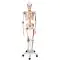 Deluxe Human Skeleton Sam, flexible with muscles and ligaments, pelvic A13