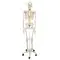 Flexible Human Skeleton Fred, with wire mounted feet and hand A15