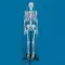 School skeleton model Ben, Erler Zimmer 