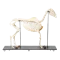 Horse Skeleton T30014