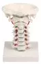 Cervical vertebral column model with stand Erler Zimmer 4073