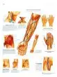 Planche anatomique Vaisseaux sanguins et voies nerveuses cliniquement importants VR2359L