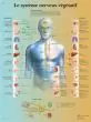 Anatomical poster the vegetative nervous system VR2610UUU