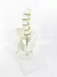 Mediprem 5 piece lumbar vertebrae pelvis model