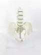 Mediprem 5 piece lumbar vertebrae pelvis model