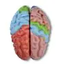Brain functional / regional 5-parts Erler Zimmer