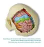 Brain functional / regional 5-parts Erler Zimmer