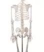 Human skeleton Oscar Erler Zimmer