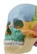 Osteopathic skull model, 22 parts didactical version R 4708 Erler Zimmer