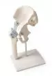 Hip joint with ligaments model Erler Zimmer