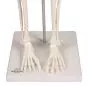 Miniature Skeleton model Patrick - Erler Zimmer