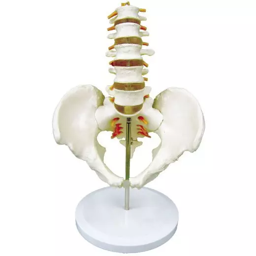 Mediprem 5 piece lumbar vertebrae pelvis model