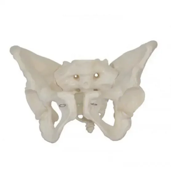 Mediprem female pelvis with removable sacrum