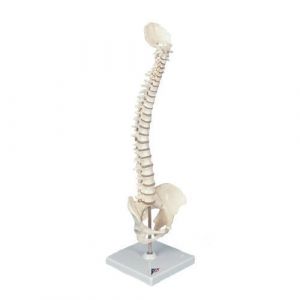 Mini Human Spine A18/20