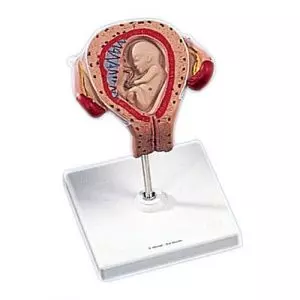 Fetal development 3rd Month L10/3