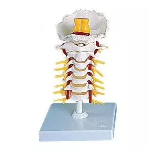 Cervical Spinal Column A72
